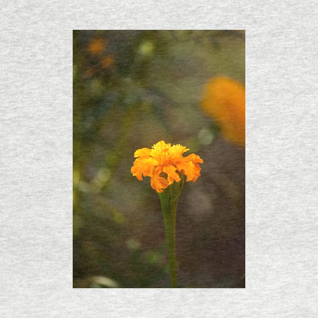 Marigold VII by Jacquelie